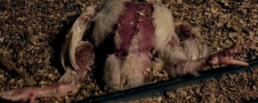 Injured chicken in a shed